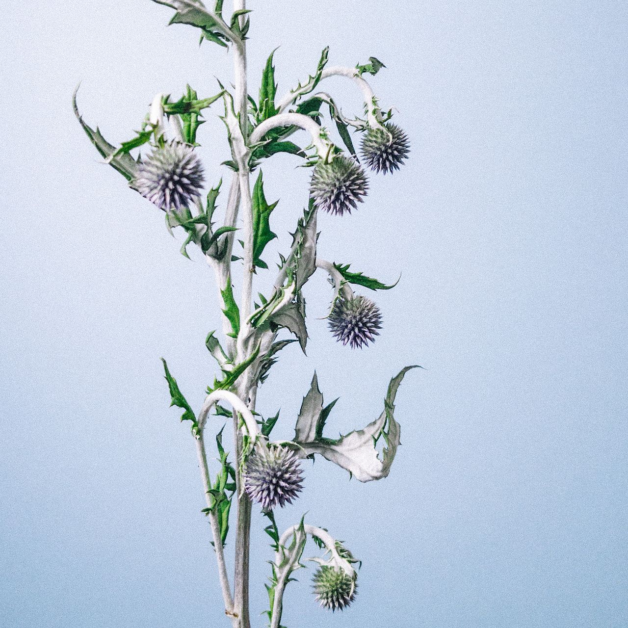 ルリタマアザミ