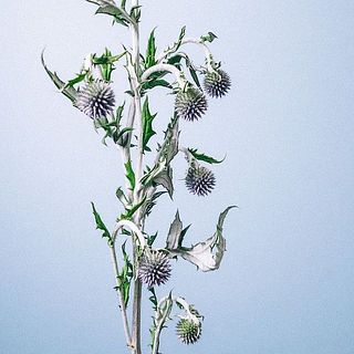 花首がこんな風に下を向いている時は水が下がっています。新聞紙などでお花が上を向くようにしっかりと巻き、水切りしましょう。