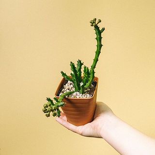 剪定された枝もありますが品質に問題ありません