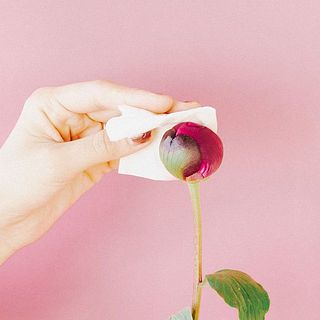  芍薬のつぼみは蜜で少しベタついているので、濡らしたキッチンペーパーなどでやさしく拭き取ってあげてください。 
