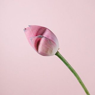 しわがよっている花もあります。