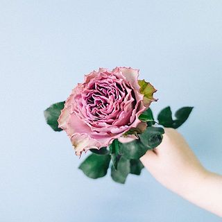 バラ「テナチュール」