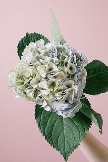 色合いには個体差があります。