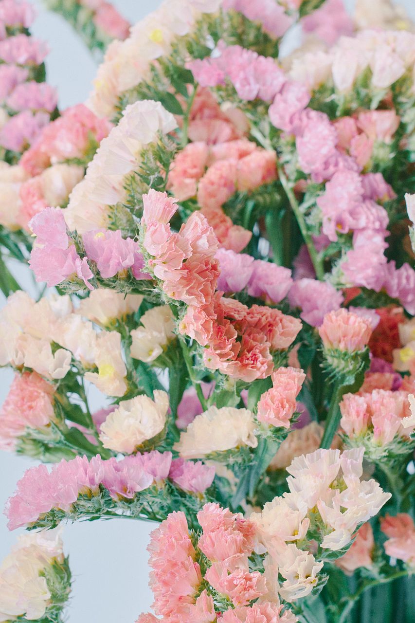 産直】北海道のおまかせスターチス（ピンク×オレンジ）