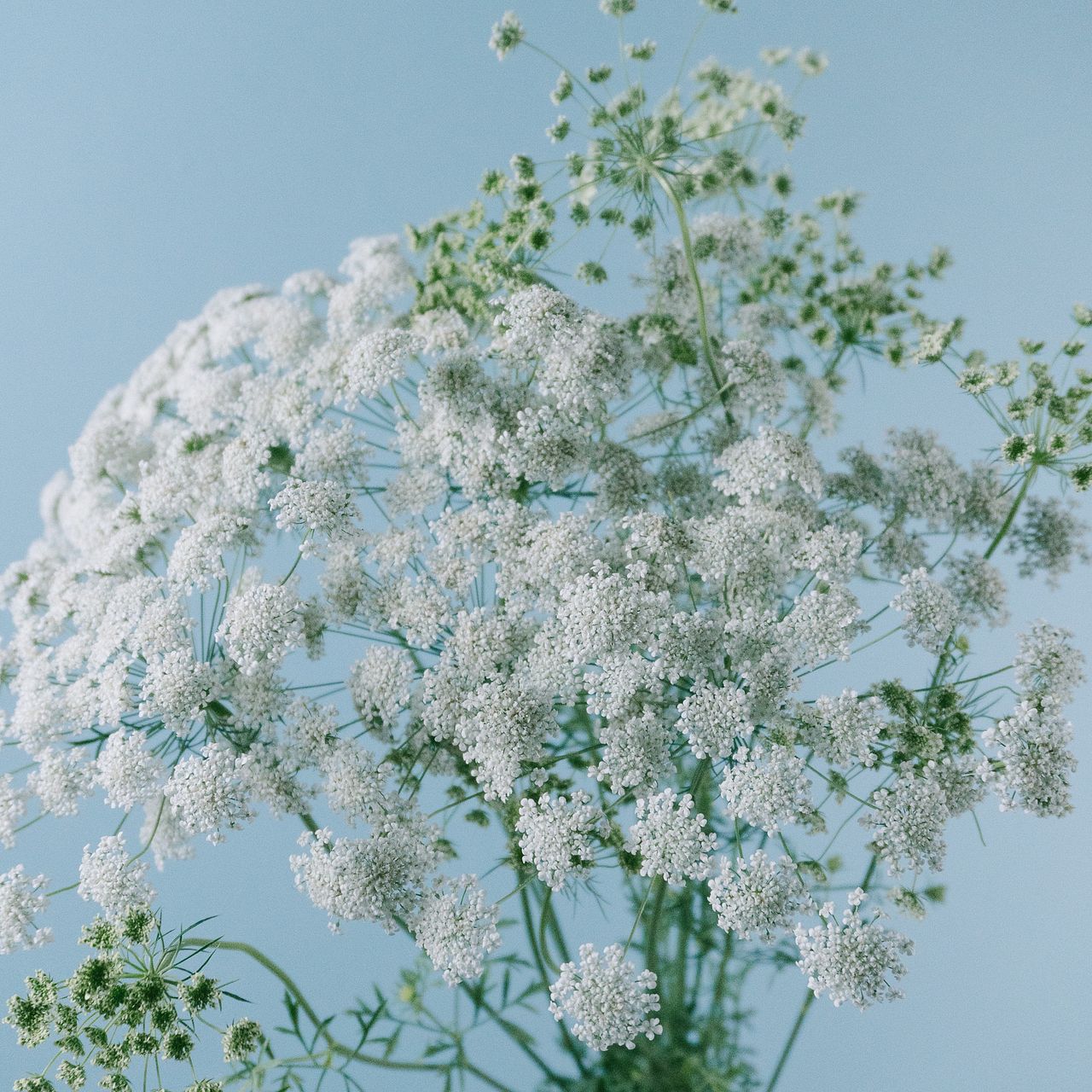 ふわふわ夏のレースフラワー