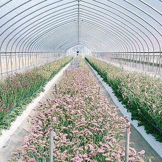 ハウスでのびのび育ちます。