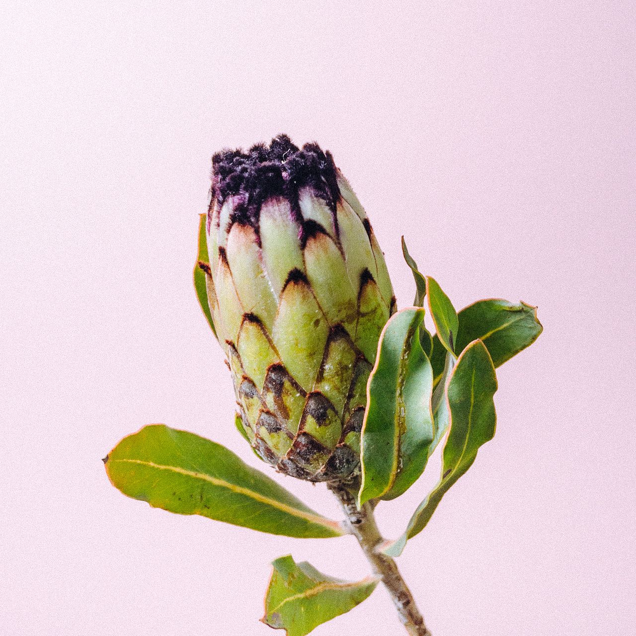 お試しプロテア「ニオベ」