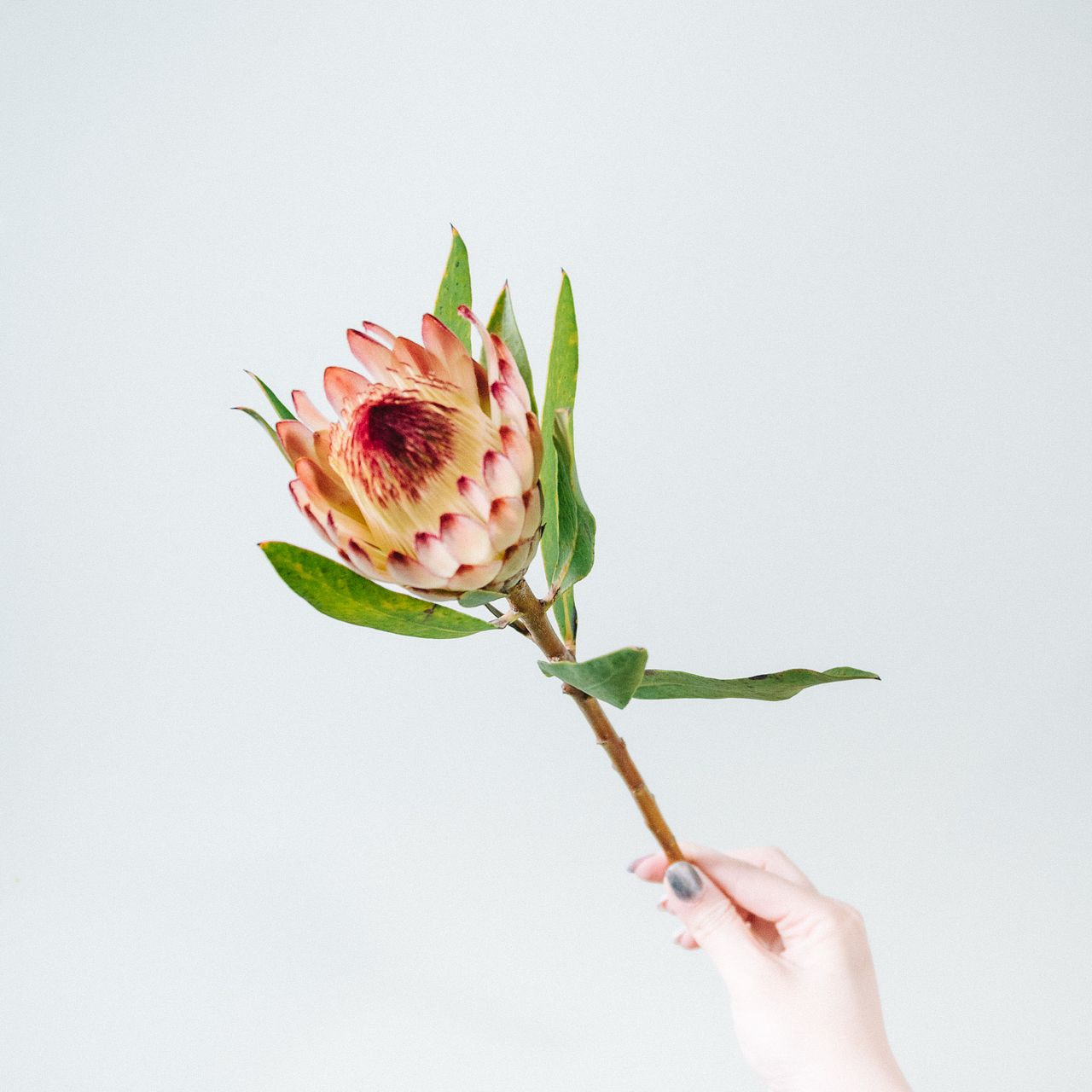 プロテアとスターチスのスワッグ（テーブルサイズ）