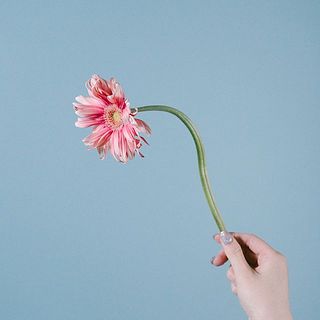 ガーベラの特性として首が曲がりやすくなっています。ご了承ください。