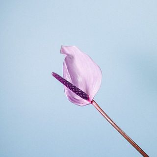 色味や大きさには個体差がございます。ご了承ください。
