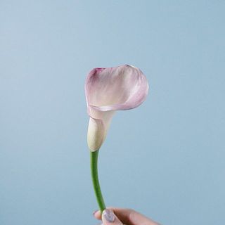 色が淡い個体もあり、色幅があります。