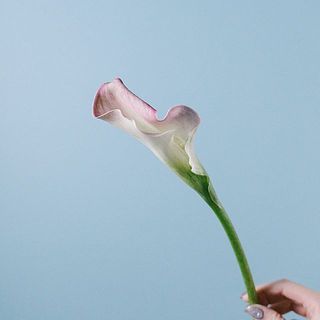 花弁が波打っているものもあります