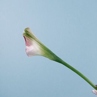 後ろ姿はグリーンが入ってます