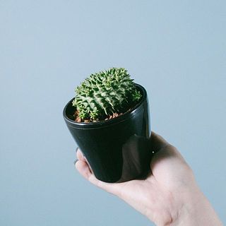 個体差があります。