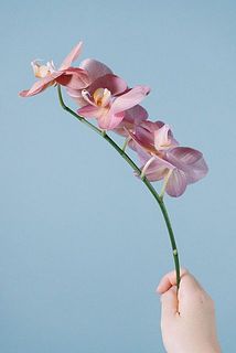 加藤洋らん園さんの「グローイング」