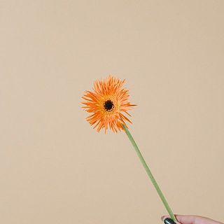 スヌーピーとロレイ