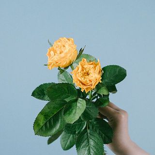 ばら「マンゴーリーバ」