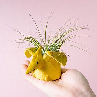 エアプランツの種類はおまかせ。どんな種類が来るかお楽しみに😍