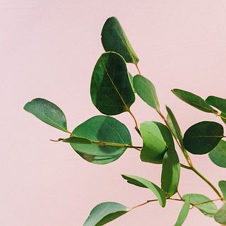 ユーカリポポラスは乾燥しやすいため、一部ドライの状態になっているい場合も。ご了承ください。