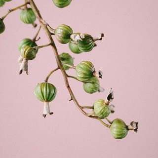 奄美産福岡育ち♡月桃の花　期間限定　 ★フレッシュの開花寸前の物をお届け★ 月桃の実
