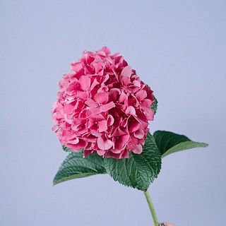 紫陽花の大きさには個体差がございます。ご了承ください