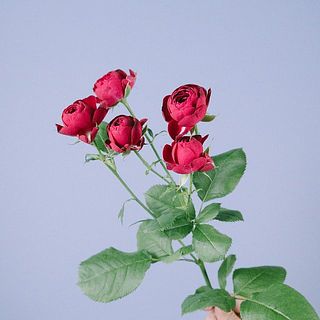 スプレー咲きの花はついている花の数に個体差があります。ご了承ください