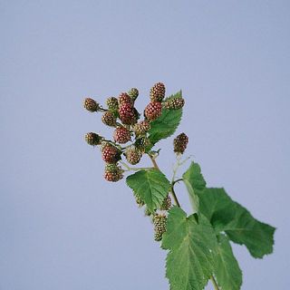 ブラックベリーの実つきには個体差がございます。