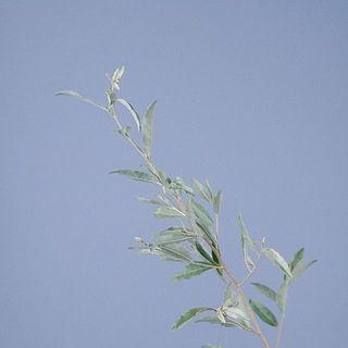 ロシアンオリーブは葉が落ちやすいので、届いたら玄能などで叩いてあげましょう。