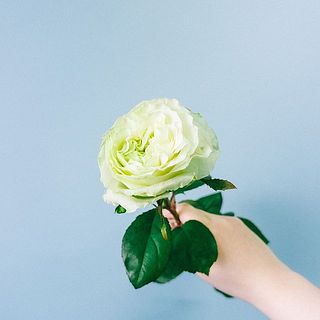 ふわふわな花姿が可愛い！