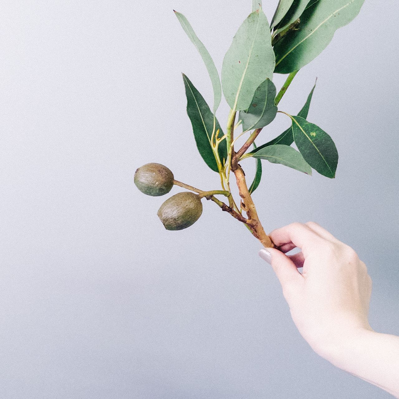 ベルギーナッツとユーカリのスワッグ