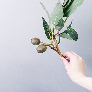 ベルギーナッツとユーカリのスワッグ