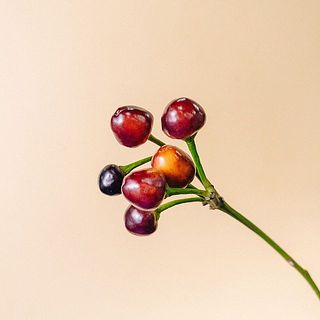 コニカルの色には個体差がござます。