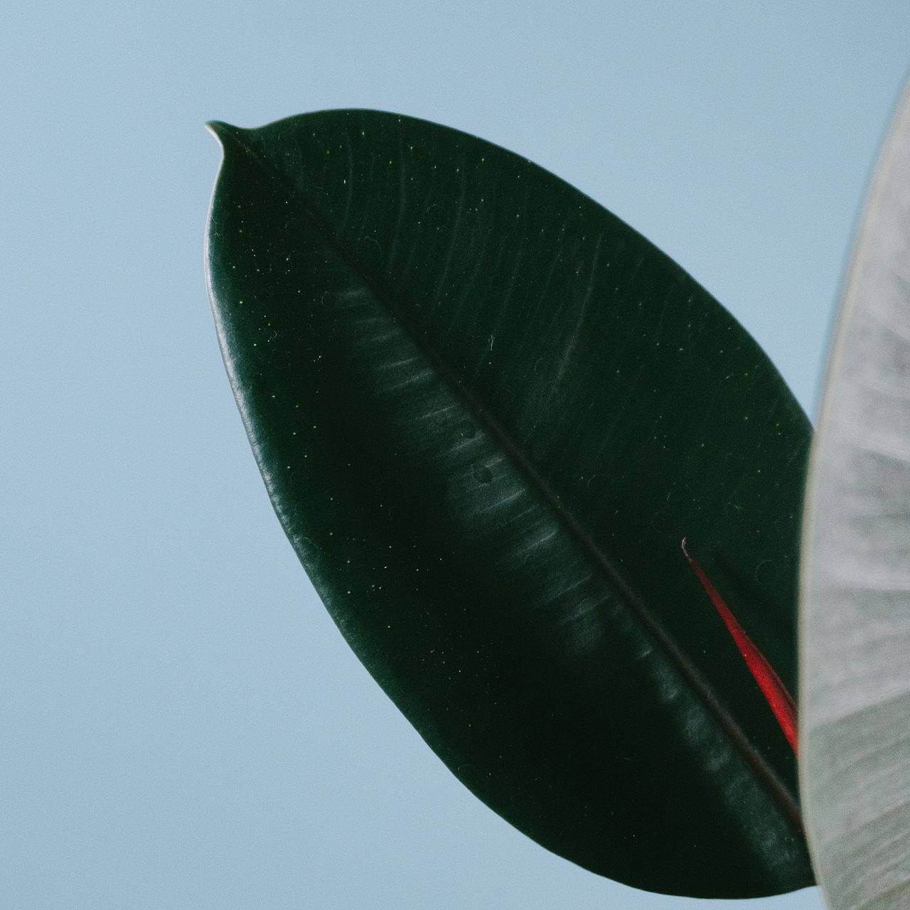 激レア！フィカス バーガンディ 斑入り（ボトムカット） 激レア！フィカス バーガンディ 斑入り（ボトムカット）