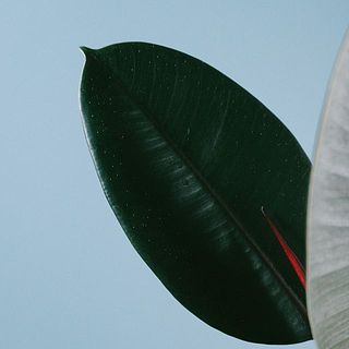 白い斑点模様がありますが、品質に問題ありません。
