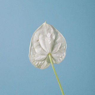 少々傷があることも。