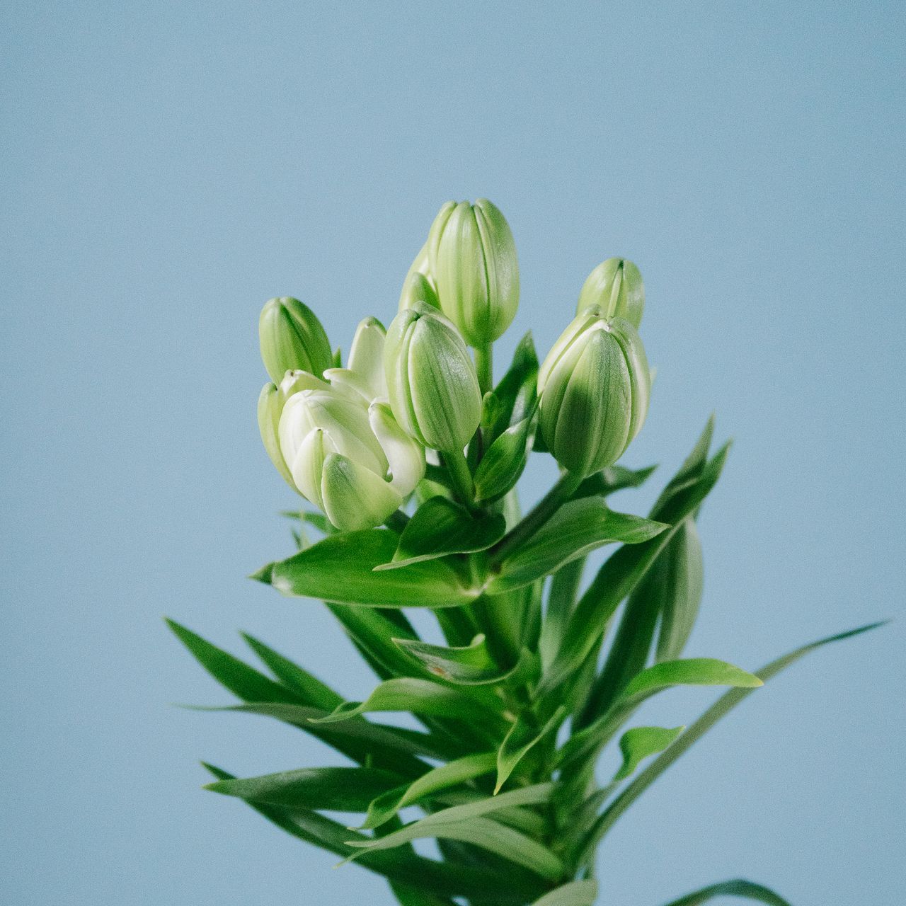 7月の誕生花ゆり「八重咲きミステリードリーム」