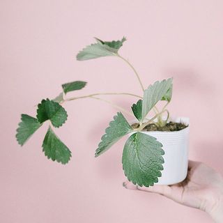 イチゴが実るのが待ちきれない🍓