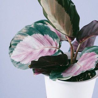 グラデーションが可愛い！