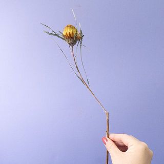 個体差がある植物です。ご了承ください。