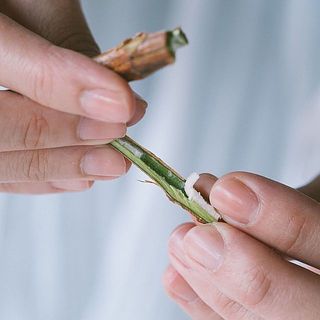 茎先を十字にカットし、中の綿を抜いてあげると水の吸い上げがよくなります。