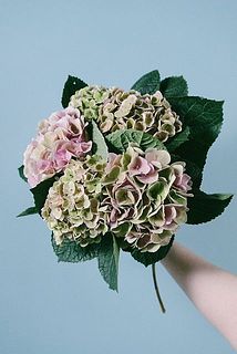 2本お届けします