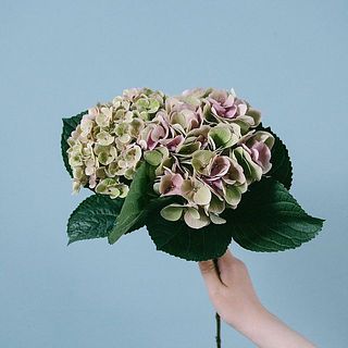 お届けイメージ