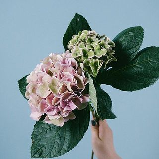 色味には個体差がございます。ご了承ください。