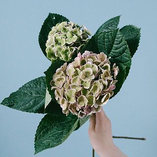 形やサイズには個体差がございます。