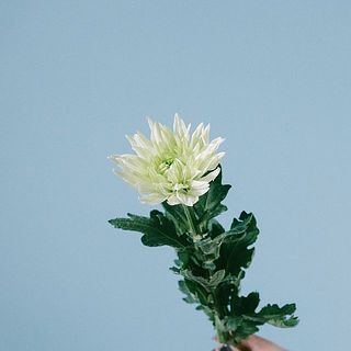マムは折れやすいので、お取り扱いには十分ご注意ください。