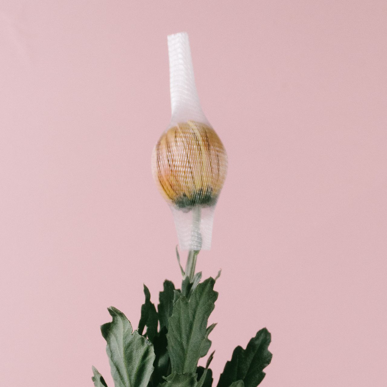 アンティークカラーの大輪マム