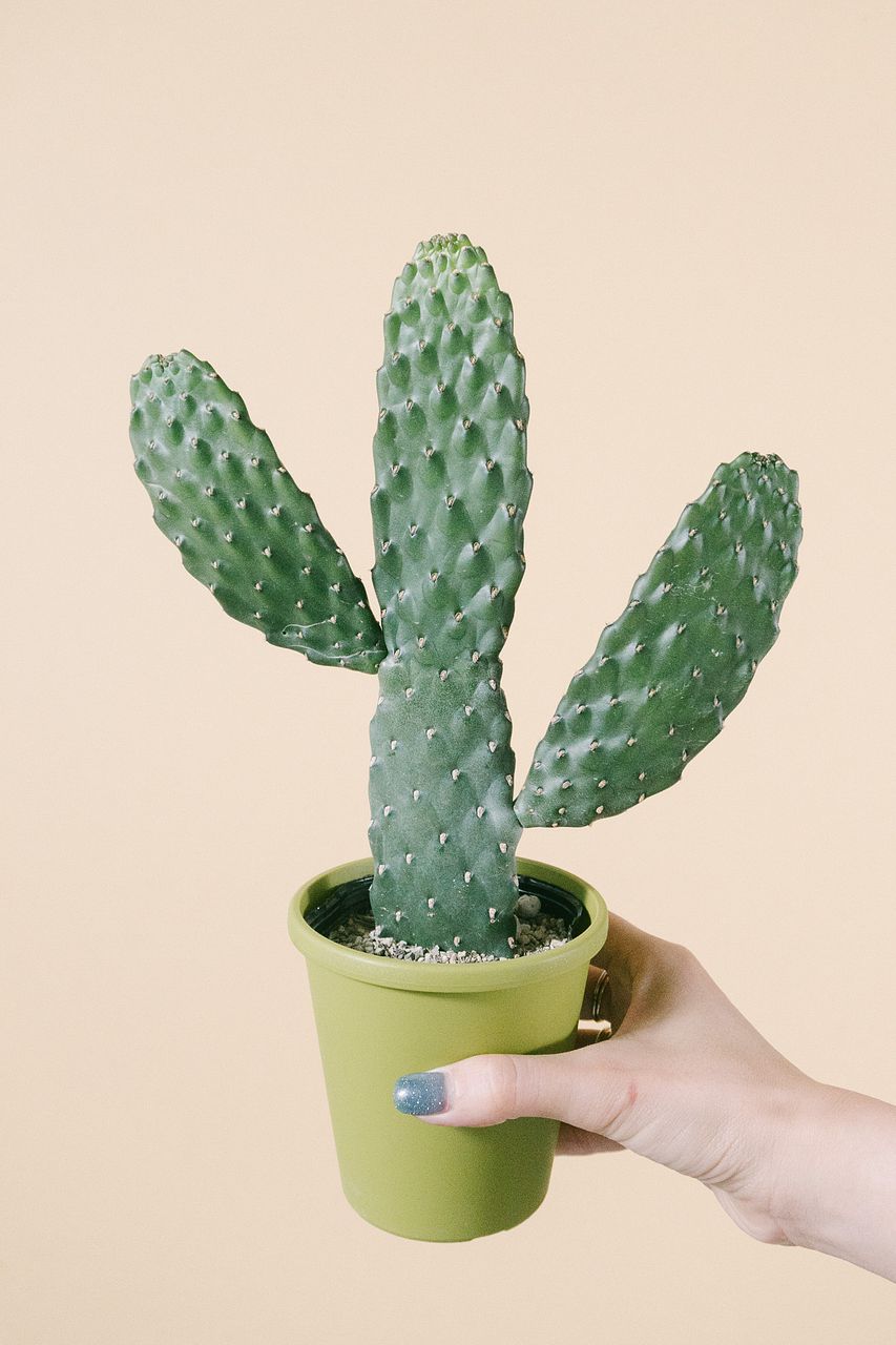 サボテン スミエボシ（1個）