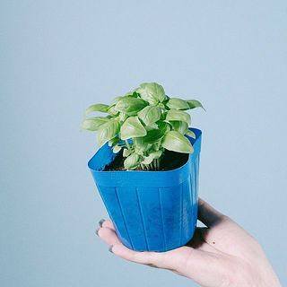 葉のつき方には個体差がございます。