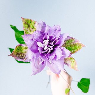 1輪でも華やかな大輪の八重クレマチス😍