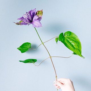 茎がしっかりしており、自立します！